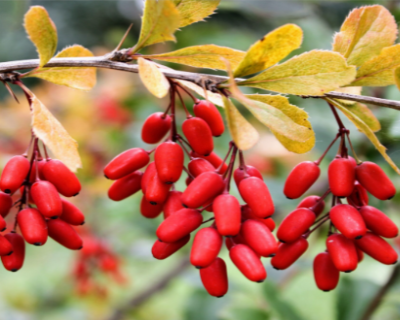 Berberine