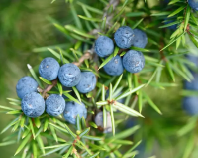 Juniper Berry