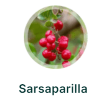 Sarsaparilla