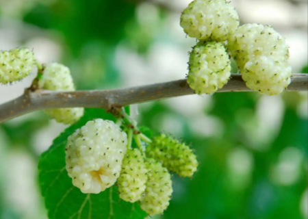 White Mulberry Leaf