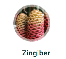 Zingiber