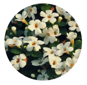 Bacopa monnieri