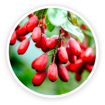 Berberine Extract