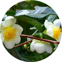 Camellia Sinensis