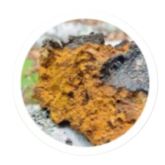 Chaga mushroom