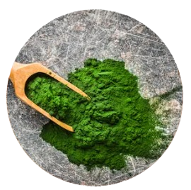 Chlorella