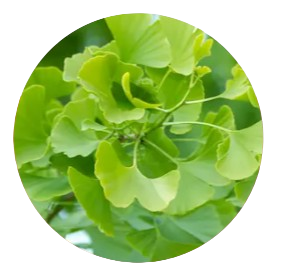 Ginkgo Biloba