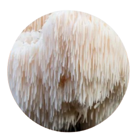 Lion’s Mane Mushroom