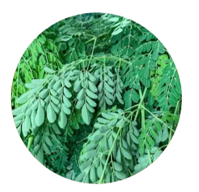 Moringa