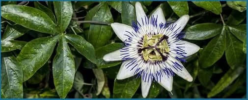 Passionflower