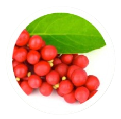 Schisandra