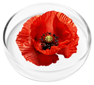 California Poppy Seed