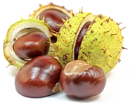 Horse Chestnut Extract