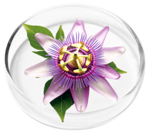 Passion Flower