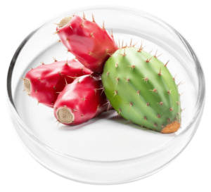 Prickly Pear