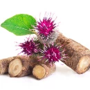 Burdock extract