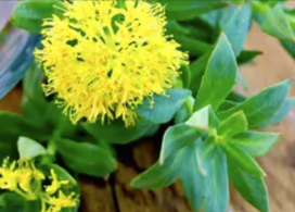 Rhodiola