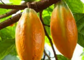 Theobroma Cacao