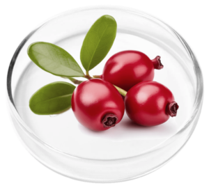 Bearberry