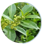 Gymnema sylvestre