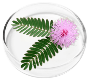 Mimosa Pudica