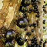 Myrciaria Jaboticaba