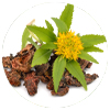 Rhodiola Rosea Extract