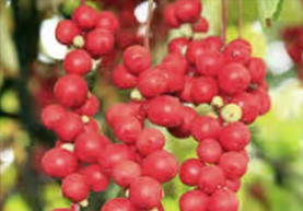 Schisandra