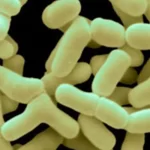 Bifidobacterium Bifidum