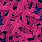 Lactobacillus Salivarius